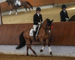 dressage horse Dubidu 12 (Deutsches Reitpony, 2013, from Dankeschön)