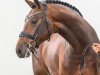 dressage horse Ravello (Hanoverian, 2021, from Raven)