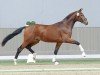 dressage horse Beau Neff (Oldenburg, 2021, from Bonds)