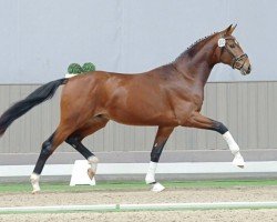 dressage horse Beau Neff (Oldenburger, 2021, from Bonds)