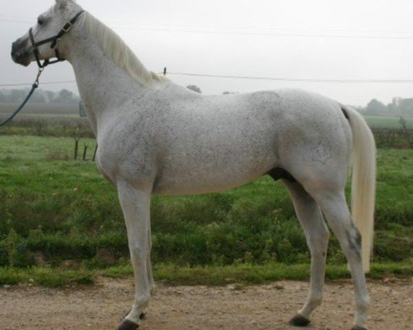 stallion Hermes d'Authieux AA (Anglo-Arabs, 1995, from Ithuriel x)
