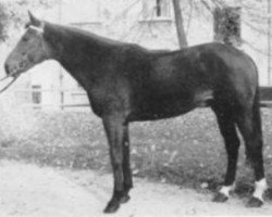 stallion Derbrul Fleury (Selle Français, 1969, from Tout Brule)