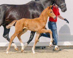 dressage horse Vorever Love (Westphalian, 2023, from Vitalis)