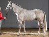 stallion Coubertin (Westphalian, 2016, from Coupie)