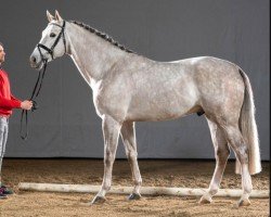 stallion Coubertin (Westphalian, 2016, from Coupie)