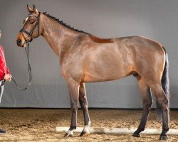 jumper Casallico (Oldenburg show jumper, 2016, from Casall)