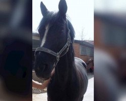 horse Mister Black 2 (Belgian Warmblood, 1991, from Balzflug)