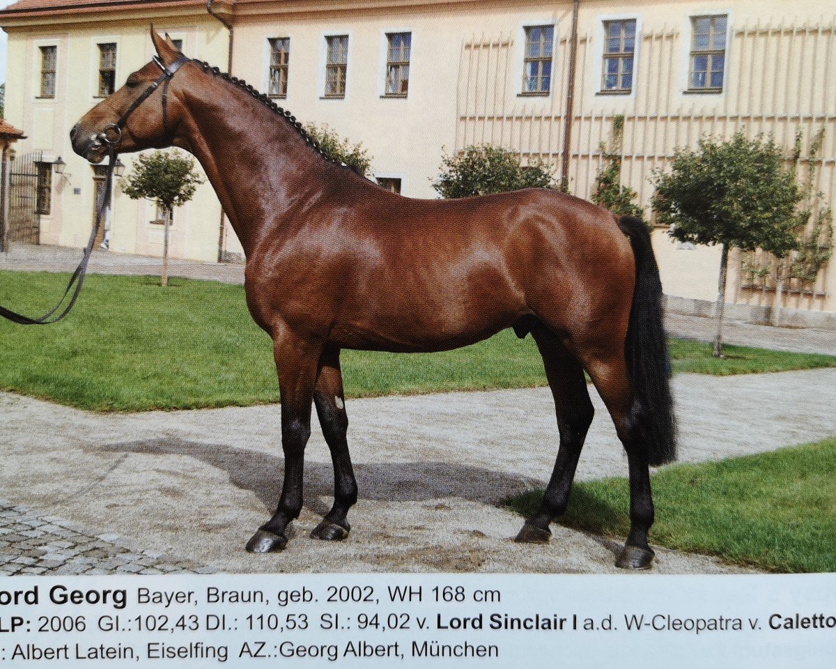Deckhengst Lord Georg (Bayer, 2002, von Lord Sinclair I)