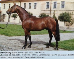 stallion Lord Georg (Bavarian, 2002, from Lord Sinclair I)