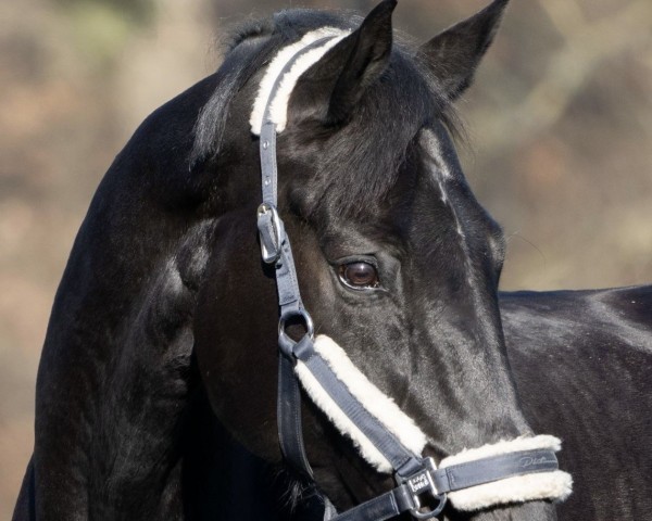 dressage horse Divino Negro (Hanoverian, 2011, from Dauphin)