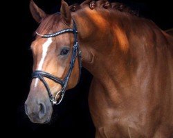 jumper L'amour Bélier (German Sport Horse, 2016, from Li Charmeur)