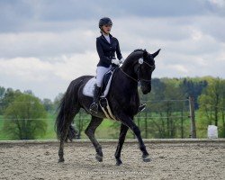 dressage horse Rubicoer (Westphalian, 2013, from Rubin Cortes OLD)