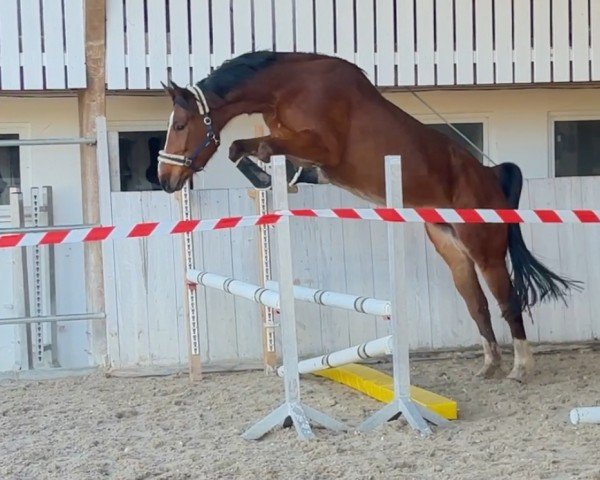 broodmare E-Cina H Z (Zangersheide riding horse, 2019, from Emerald van 't Ruytershof)