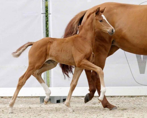 dressage horse Stute von Vision / Fürst Nymphenburg (Westphalian, 2023, from Vision)