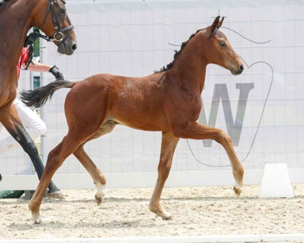 dressage horse Fernet Minta (Westphalian, 2023, from For Romance I)