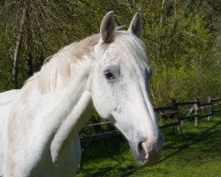 Springpferd Dublin RS (Schwedisches Warmblut, 2008, von Caspar (Berlin))