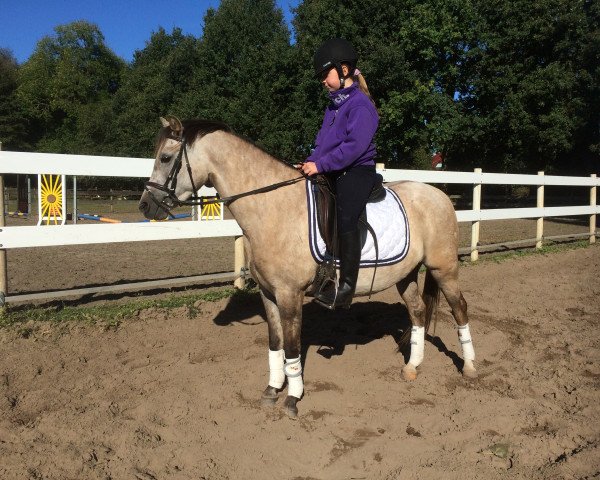 Pferd Betty (Deutsches Reitpony, 2011, von Sir Martino)