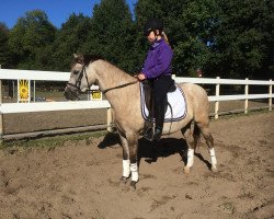 horse Betty (German Riding Pony, 2011, from Sir Martino)