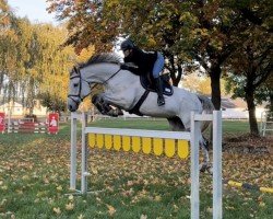 jumper Valeur Enblanc Mb (Hanoverian, 2014, from Viscount 22)