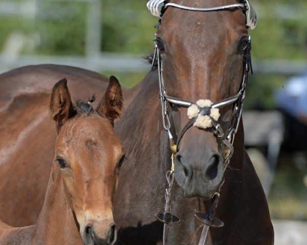 broodmare Valesca As (German Sport Horse, 2015, from Albführen's Vivaldi van de Kampel)