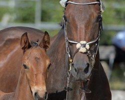 broodmare Valesca As (German Sport Horse, 2015, from Albführen's Vivaldi van de Kampel)