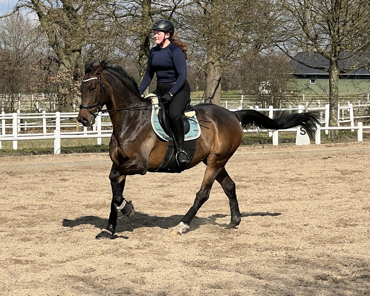jumper Timothy 17 (Holsteiner, 2010, from Timolino xx)