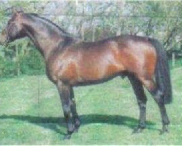 stallion Djinn de la Roque (Selle Français, 1991, from Narcos II)