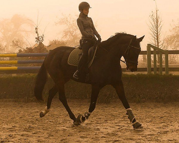 dressage horse Frappuccino 8 (Oldenburg, 2016, from Faszination Pur)