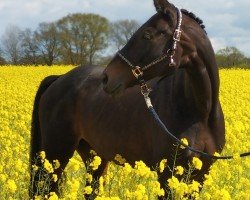 broodmare Schwalbe (Hanoverian, 2010, from Santino)