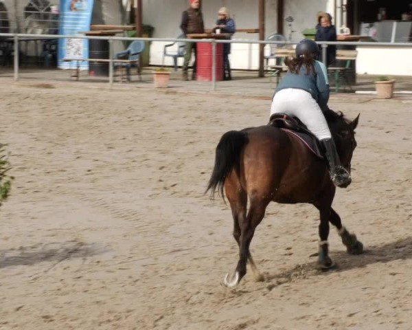 Reitturnier Neunkirchen-City 2024