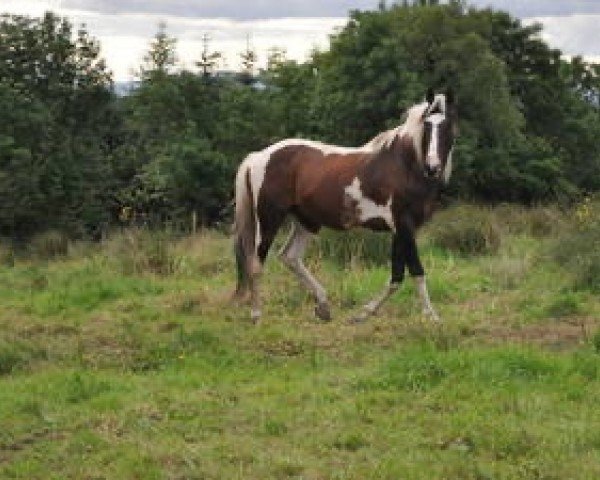 stallion Mohill Gypsy (Irish Sport Horse, 1994, from Norhaven Apache)