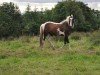 stallion Mohill Gypsy (Irish Sport Horse, 1994, from Norhaven Apache)