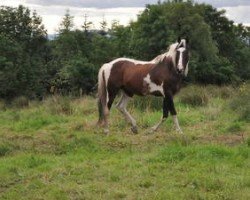 Deckhengst Mohill Gypsy (Irish Sport Horse, 1994, von Norhaven Apache)