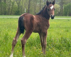 foal by Komtessa von der Marien-Quelle (German Riding Pony, 2024, from Macao San)