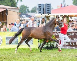 dressage horse Kastanienhof Sternenschnuppe (German Riding Pony, 2020, from Notting Hill 2)