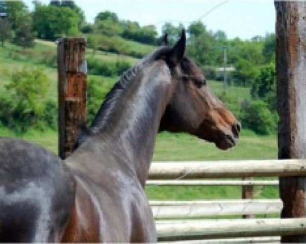 stallion Polski Boy xx (Thoroughbred, 1988, from Danzig Connection xx)