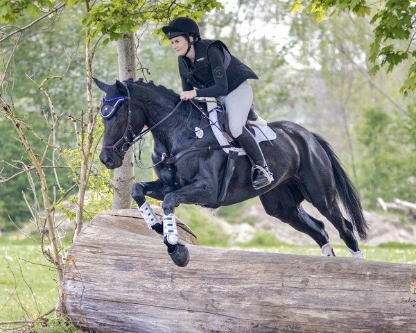 jumper Kolfaxi D (German Sport Horse, 2016, from Kubaner xx)