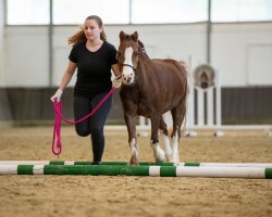 Dressurpferd Templedruid Facon 70099 (Welsh Mountain Pony (Sek.A), 2005, von Weston Rocket)