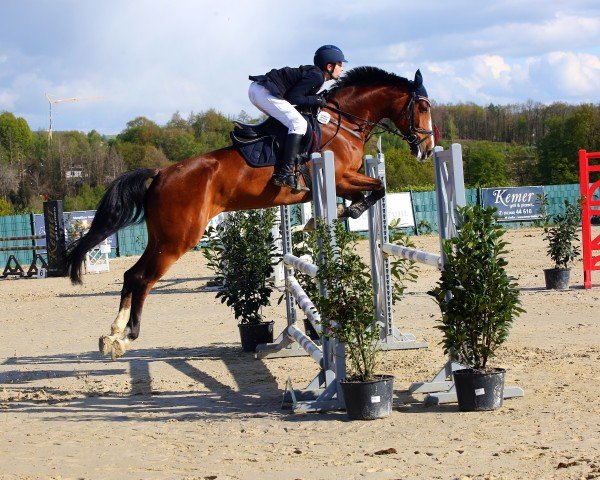 Springpferd Avalina D (Deutsches Sportpferd, 2017, von Aganix du Seigneur)