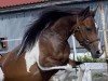 dressage horse Sarah (Lewitzer, 2016, from Pegasus)