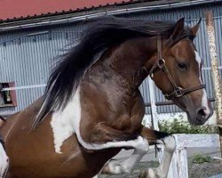 dressage horse Sarah (Lewitzer, 2016, from Pegasus)