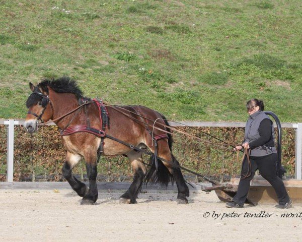 stallion Leo von Grüneberg (Rhenish-German Cold-Blood, 2019, from Lord von Teschendorf)