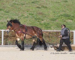 Pferd Leo von Grüneberg (Rheinisch-Deutsches Kaltblut, 2019, von Lord von Teschendorf)