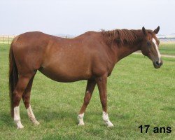 broodmare cooky (Anglo-Arabs, 1990, from Iago C AA)