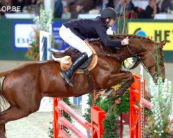 Deckhengst Obourg (Belgium Sporthorse, 1998, von Richebourg)