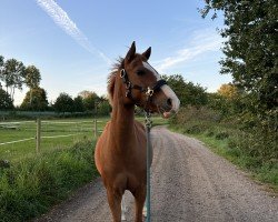 Dressurpferd Phoenix (Deutsches Reitpony, 2013)