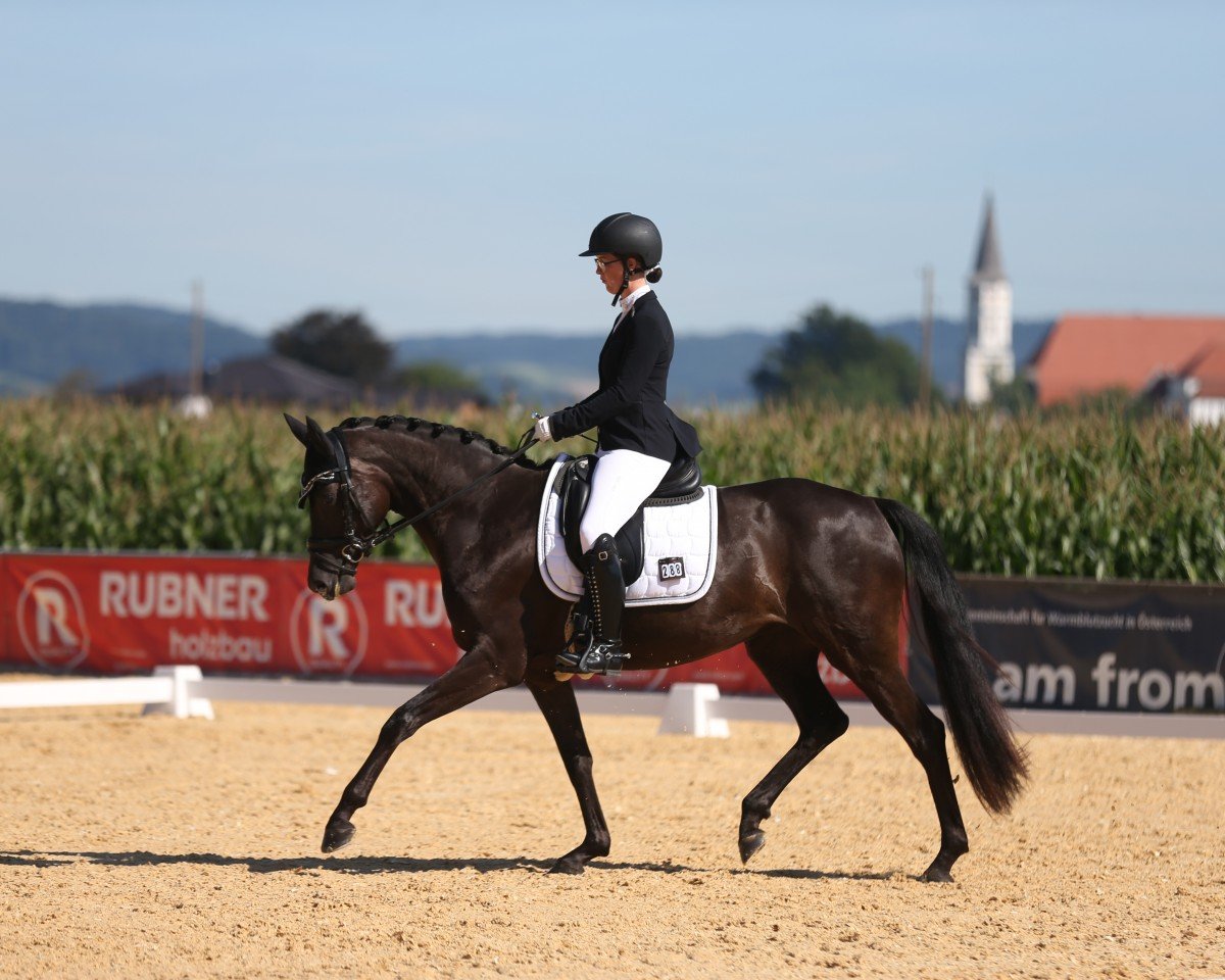Zuchtstute Black Pearl CS (Deutsches Sportpferd, 2017, von Fürsten-Look)