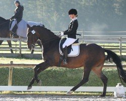 dressage horse Santa Cileste (Oldenburg, 2008, from San Amour I)