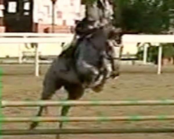 broodmare Samba Overcinge's Z (Zangersheide riding horse, 1998, from Sandro)