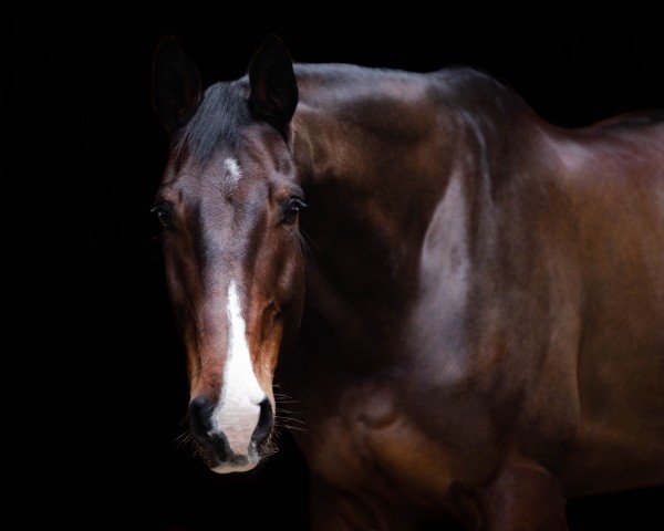 Springpferd Conrad (Holsteiner, 2011, von Cassilano)